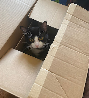 Oreo in a Box