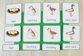 Spring Animal Life Cycles: Montessori 3 Part Cards