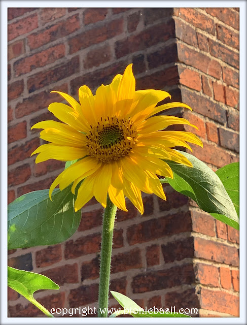 The BBHQ Midweek News Round-Up ©BionicBasil® BBHQ's Giant Sunflower
