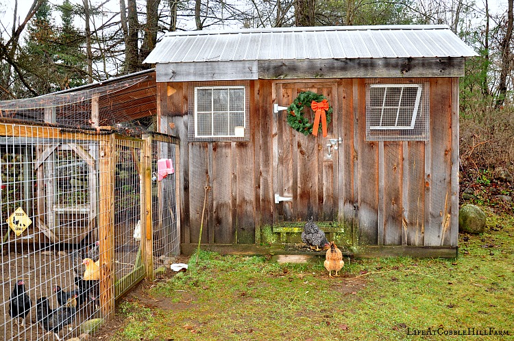 Chicken Coop 101: Thirteen Lessons Learned Life At 