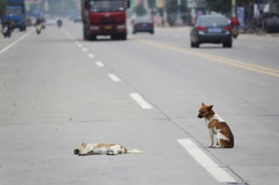 cachorro cuida a su amigo