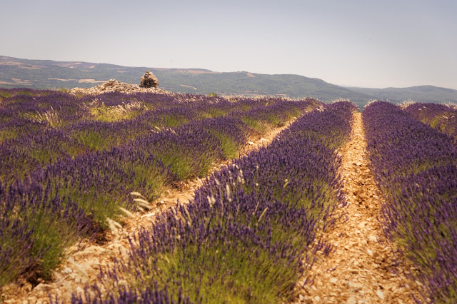 route des lavandes