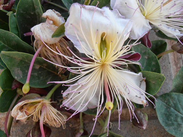 Flor de ALCAPARRA: Capparis spinosa