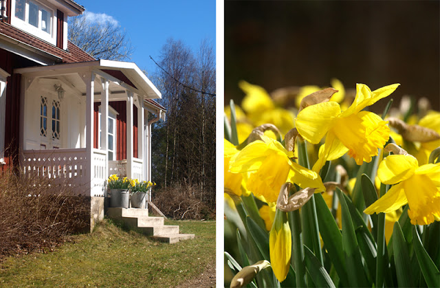 ødegård i småland - svensk ødegård - påskeliljer - svensk påsk