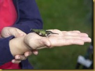 hummingbird-hand