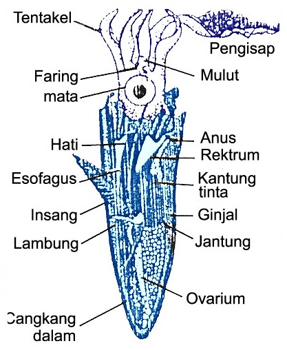 Gambar Cumi-cumi - Animasi Korea Meme Lucu Emo Bergerak