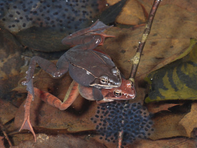 uniquely animals: Proses Hidup yang Dilalui Haiwan