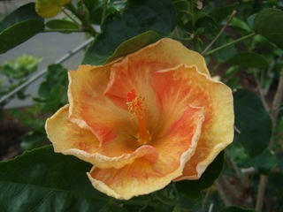 DSCF1778
