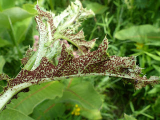 Puccinia punctiformis - Rouille sur Cirsium arvense