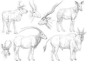 07-Horned-animals-Animal-Pencil-Drawings-Chen-Yang-www-designstack-co