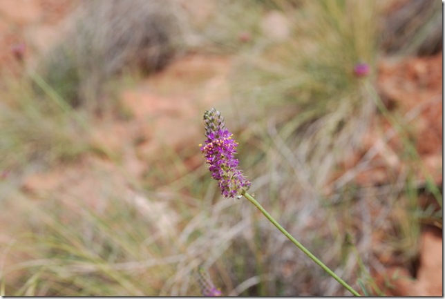 05-05-13 C Watchman Trail 013