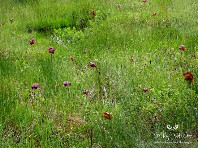 Northern Pitcher Plant 