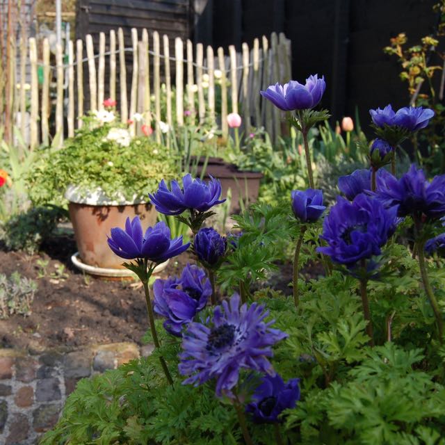 Spring garden, blue anemone and tulips.