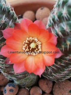 plantas-crasas-echinopsis-chamaecereus