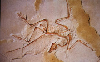 Archaeopteryx