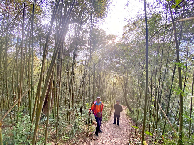 草嶺茄苳步道