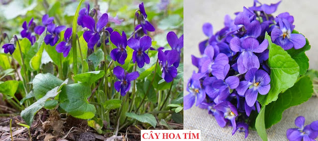 Cây Hoa Chữa Bệnh - CÂY HOA TÍM