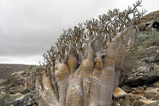 Arboles Hermosos