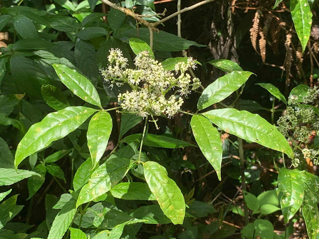 Melicope pteleifolia