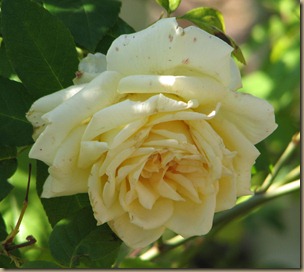 IMG_7104 IMG_7104