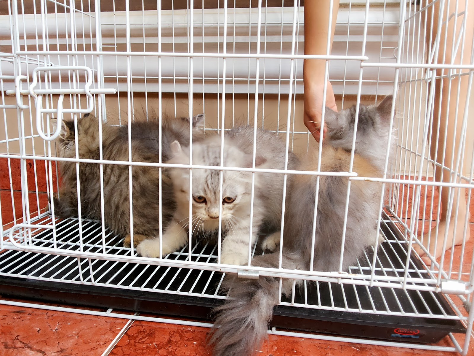 Jual Kucing Persia  Jual Peralatan , Perlengkapan , dan 