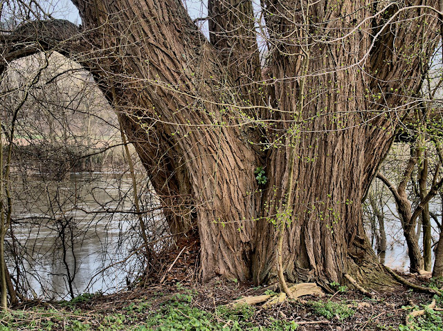 Ein mächtiger Baum am Weserufer