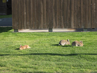 Rabbits eating grass 