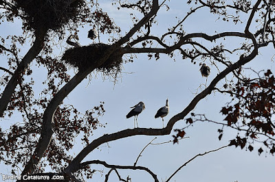 Arbres amb diversos nius de cigonya