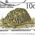 África do Sul - Psammobates geometricus
