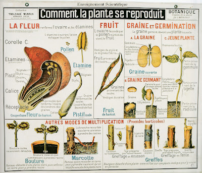 Planche botanique Louis Matruchot, Armand Colin, vers 1920 (collection musée)