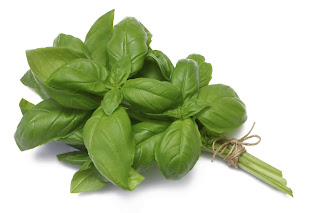 daun basil