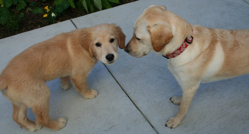 cabana and montego on the concrete patio in our backyard, cabana is looking at montego, montego is looking at the camera