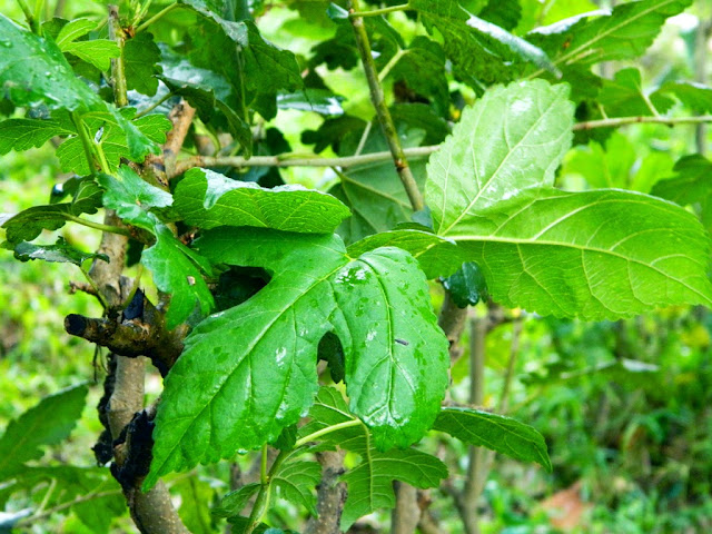 mulbery tree