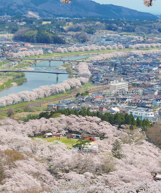 船岡城址公園の桜