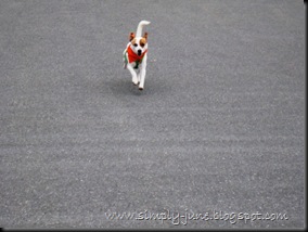 Nashua DOG-2