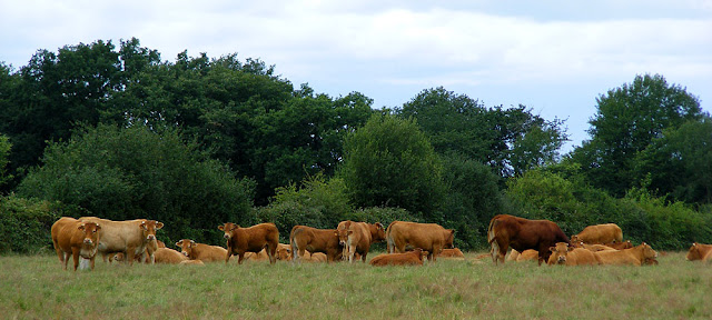 Limousin breed beef cattle. Indre et Loire. France. Photo by Loire Valley Time Travel.