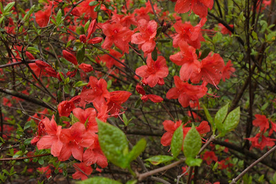 Red azalea (Copyright © 2013 Anne Guérard Coletta)