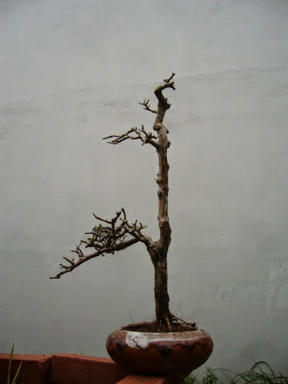 sam núi vài cây tuyển đẹp, kiểu dáng ấn tượng - Nam bonsai kính mời