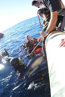 Rescate de delfin oscuro en la Playa de Puerto Piramides