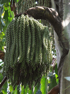 fishtail palm, palm tree, caryota mitis, flowers and fruits of fishtail palm