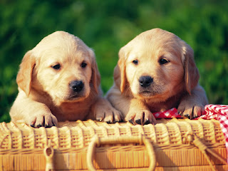 cute dogs picture, images of puppies