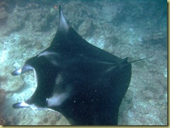 Manta underneath