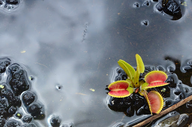 Dionaea muscipula