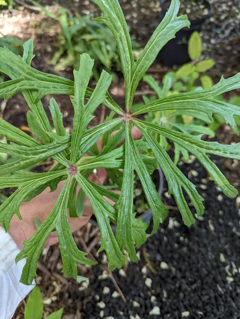 Shredded Umbrella Plant - Synelesis aconitifolia