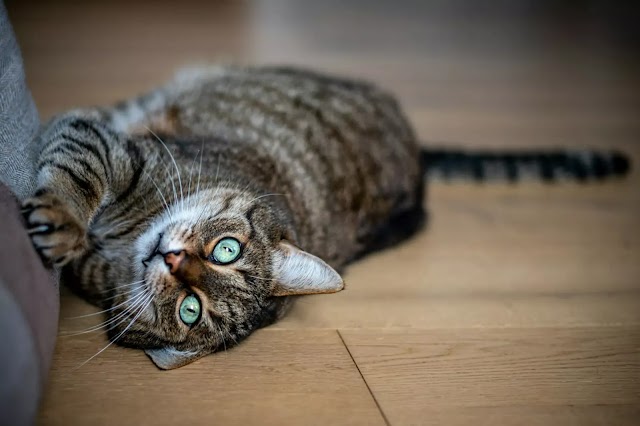 Γνωρίζετε ποια διαφορά έχουν τα μάτια της γάτας από τα δικά μας;;;