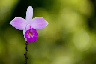 flor orquidia bambu