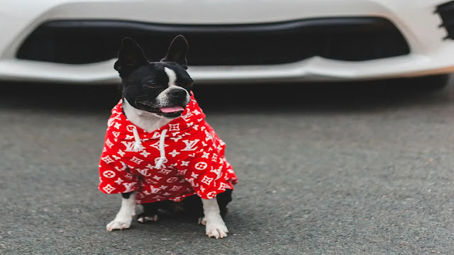 Dress up dog