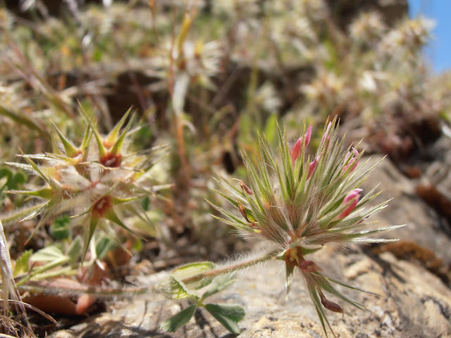 TRÉBOL ESTRELLADO: Trifolium stellatum