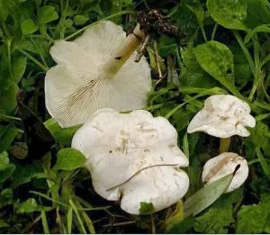 Types Of Oyster Mushrooms