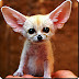 Fennec Fox Facts -Amazing Facts